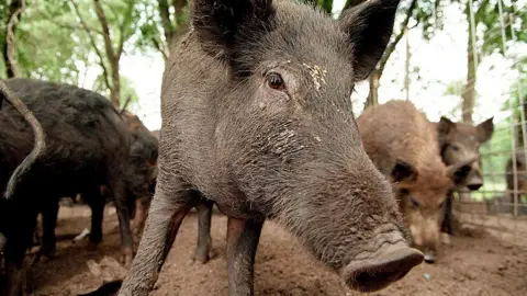 Getty Images A wild pig looks at the camera. It has a long snout and dark brown fur. Other pigs stand behind it looking around the dirt. They are in a pen. 