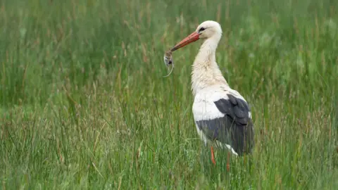 Jamie McCaffrey A white stork walks in high green grass and holds a mouse in its beak which it has just caught. The white stork has a bright orange beak, orange legs and grey and white feathers.