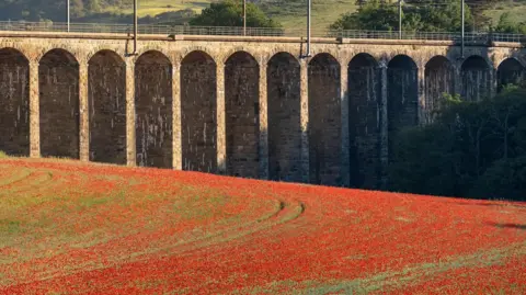 NE Photography Rows of red poppies in a field in Alnmouth. There is a stone viaduct in the background which is lit up by morning sun.