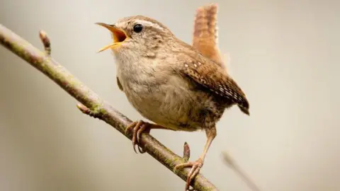 BBC Weather Watchers/Peter58home A bird with its beak open sits on a twig. The bird is mainly brown in colour with some white feathers.