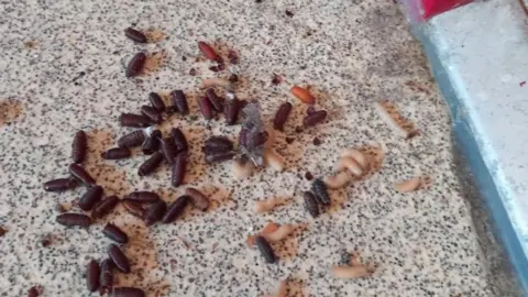 A group of maggots on the floor of a block of flats.