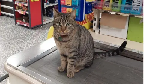 A tabby cat sitting on a supermarket conveyor belt