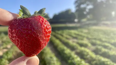 Paul Clegg A red strawberry held in between two fingers, in front of a strawberry feild.