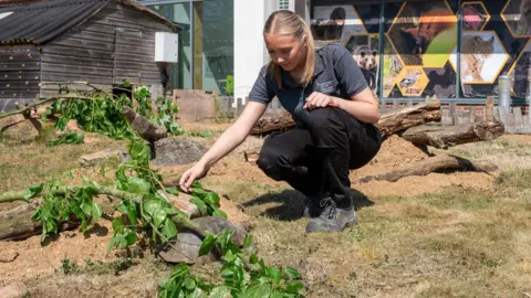 Askham Bryan College A teenage girl is crouching inside an animal enclosure. She has blonde hair, and is wearing a grey polo style shirt, black trousers and walking boots. She is holding a tree branch with large green leaves that is sitting atop a rock and the shell of a large tortoise. There are parts of felled tree trunks in the background on top of rocks and dirt mounds, and the ground is brown in patches.