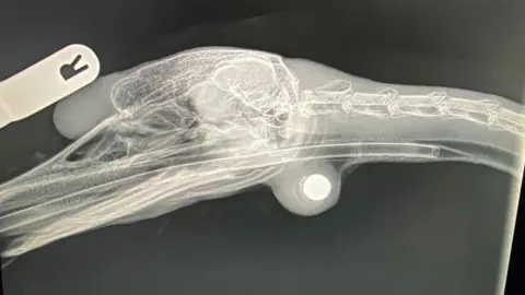 Wildlife Rescue - Moyles Court An X-ray of a swan in profile. It is facing to the left, with its long beak protruding to the edge of the frame. The bone running through its neck is long and thin like a cable. At the top of the neck, tucked under the head, a white ball can be seen sitting in a swelling. This is, presumably, the ball bearing referenced in the story. 