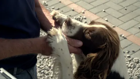 Ben Schofield/BBC A medium close up image of a dog's head and two front legs. The dog is being petted by a man, whose arms and hands we can see, but who is mostly out of frame. The dog is standing on its hind legs and his head reaches the man's waist. The dog is brown and white, and its coat is shining in the sunlight. Behind the man and the dog are stones laid for a driveway and some block paving. The man is wearing blue jeans and a blue T-shirt.