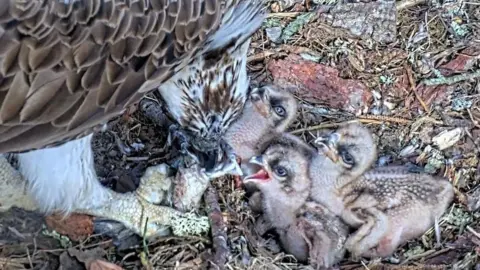 Glaslyn Wildlife Three osprey chicks. They are almost featherless. They are with an adult bird which may be feeding them. They are in a nest made of wood and other vegetation