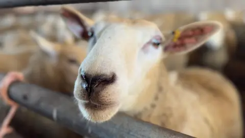 A close up of a sheep which is looking over a fence in an enclosure.