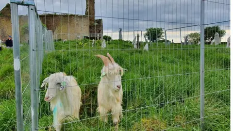 Templebreedy 'Save Our Steeple' goats at St Matthew's Templebreedy Church