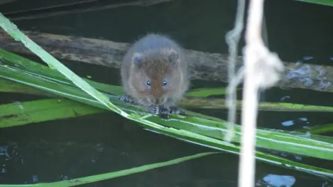 Darren Tansley A water vole sits on a reed in a river. It is brown and furry with long whiskers and small black eyes.
