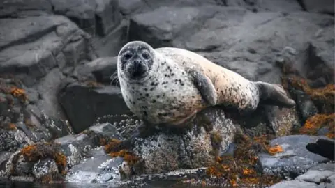 RNLI TORBAY Seal