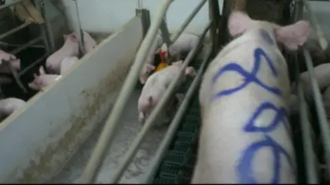 Supplied Pigs at the farm