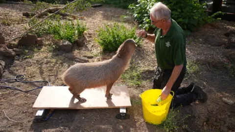 A furry brown capybara named Kiwi chomps on a leaf as she is weighed by a ZSL employee in a green polo and black shirt. 