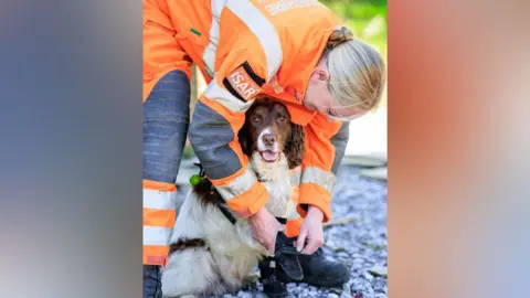 LFRS Davey, a brown and white spaniel, looks at the camera while his handler bends over him to put shoes on him