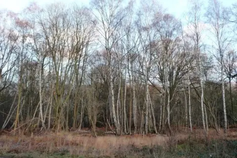 Geograph/Christime Johnstone Silver birch, Easton Headstocks