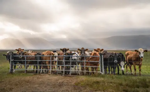 Sam Bancroft A row of cows near a fence on a farm in Ireland.