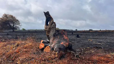 Forestry England A recently-sawn tree stump lies on a large area of scorched land.