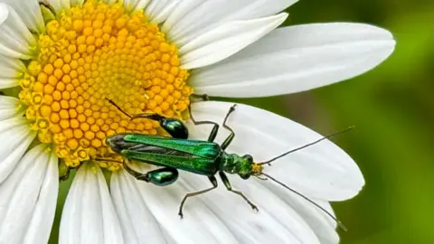 Claire-the-Pear TUESDAY - A bright green insect sitting on a white and yellow flower in a park in Windsor