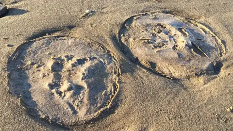 Dried up jelly fish on the sand of Burnham Beach in Somerset