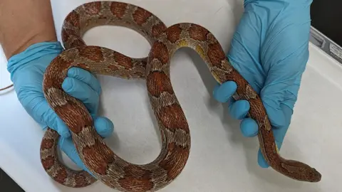 RSPCA Snake being held by vet