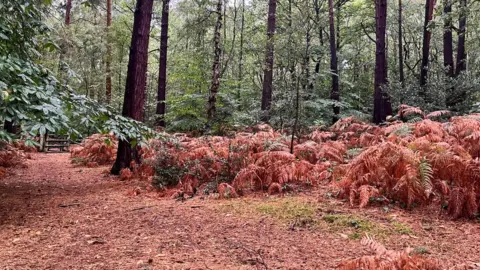 hfarenden FRIDAY - Bracknell Forest