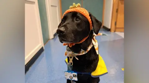 A picture of Barley the dog at West Suffolk Hospital. Barley has black fur and is seen sitting in the corridor of the hospital looking away from the camera. He is wearing a knitted orange pumpkin hat and a neckerchief. He has a lead with an ID tag attacked to it. 