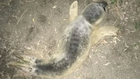 Fenland Animal Rescue Rescued seal pup