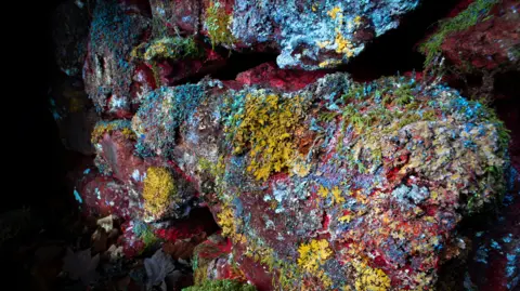 David Atthowe/Reveal Nature A stone wall under a UV light. The wall is covered in lichen, moss and liverworts which glow in fluorescent shades of yellow, red, blue, green and pink.