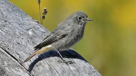 Redstart