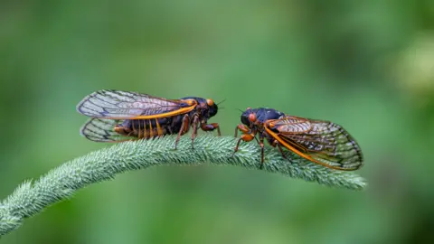 A close up of two Cicadas resting on a dragonfly plant.