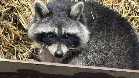 Amazon World Zoo Park A raccoon peering over its shoulder at the camera while it is in a box of straw