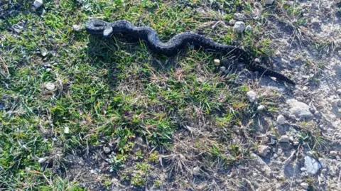 Sam Mawer A black snake measuring around 30cm in length on a rocky patch of grassland. 