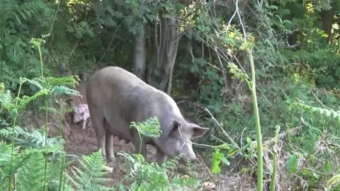 Brinsley Animal Rescue Matilda in the woods