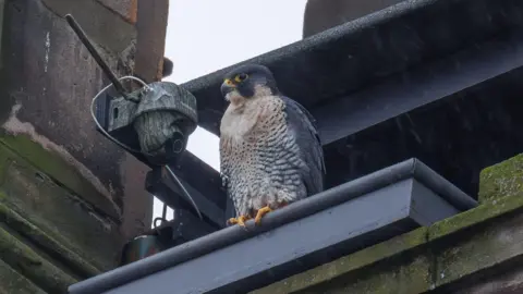 Jack Murray-Bird A peregrine falcon sitting on a ledge of a building.