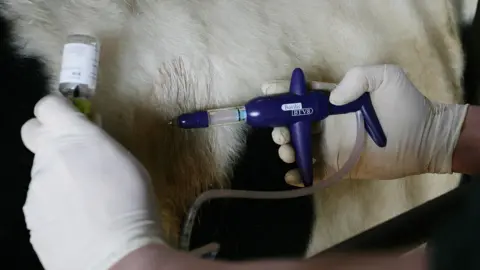 PA Media A close-up of a vet wearing latex gloves administering a bluetongue vaccine to a white cow.