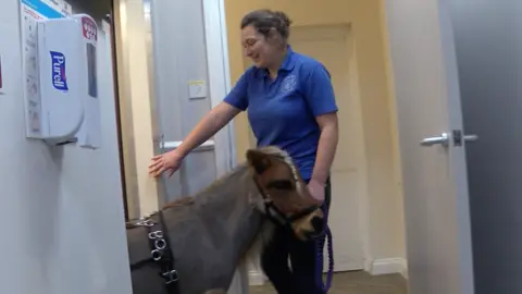 A brown coloured minature horse with a plaited lighter coloured forelock is wearing a harness and bridle. He is in the process of moving backwards into a lift.  His owner, a young woman with brown hair and wearing a blue T-shirt is holding his halter lead.  She is holding open the door of the lift for him.