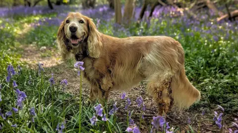 A dog looks towards the camera with its mouth open, looking happy. The dog has a brown, blonde coat and stands on a woodland path between bluebells.