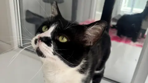 Jonny is a black and white cat with green eyes and white whiskers. He's looking up to the left. He's standing in front of a mirror.