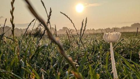 A close up of grass in a field covered with mist with a hazy sun in the sky