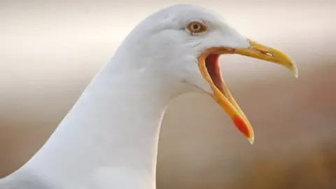 Mari Buckley / Geograph Seagull