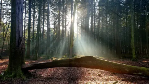 Wayne G Trees with the sun peeking through on a spring day in Painswick in Gloucestershire