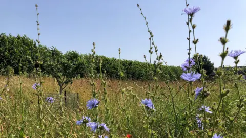 Cath/BBC Weather Watchers Wild flowers growing in a meadow in Exeter, Devon. The plants are growing in a field which is surrounded by a hedge. The sky is blue.