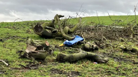 Picture of fallen trees on a hillside near the town of Stalybridge