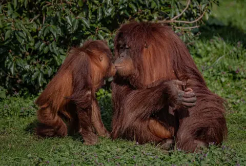 Chester Zoo A baby Sumatran orangutan (on the left) kisses an adult orangutan (sitting on the right). The animals look content as they sit side by side in the grass on a sunny day. 