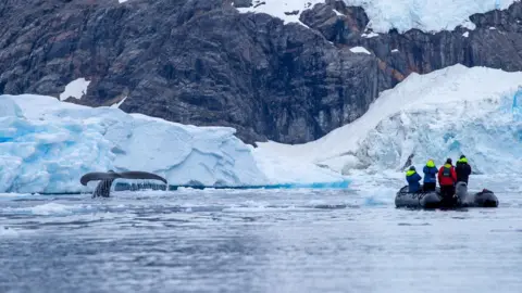 Victoria Gill Scientists in a small boat approach a humpback whale in Antarctica