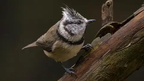 Andrew Briggs Small bird with a Mohican of feathers and a ring of dark feathers around its neck.