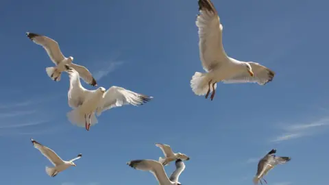 BBC seagulls