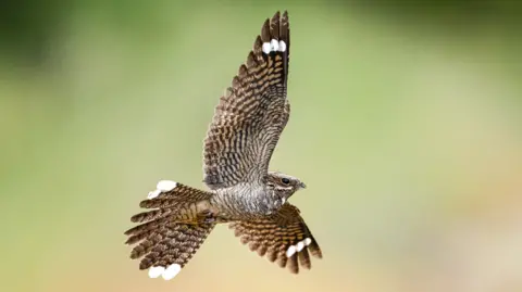 A nightjar in flight. Broadland Country Park is a haven for nightars and cuckoos