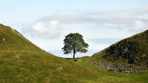 Image of the Sycamore Gap tree before it was felled. It stands between two hills. The remains of Hadrian's Wall - a stone structure - run nearby.