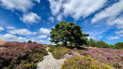 Don Don A green tree stands in the centre of the picture in the sunshine, with blue sky behind, surrounded by purple heather and yellow gorse flowers